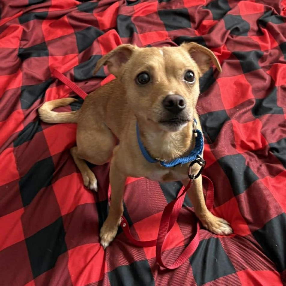 Enlarge Willy, an adopted Chihuahua in Rochester, NY image 2/6