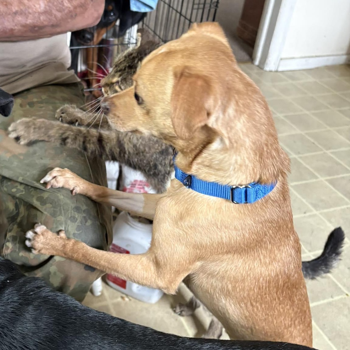 Enlarge Willy, an adopted Chihuahua in Rochester, NY image 6/6