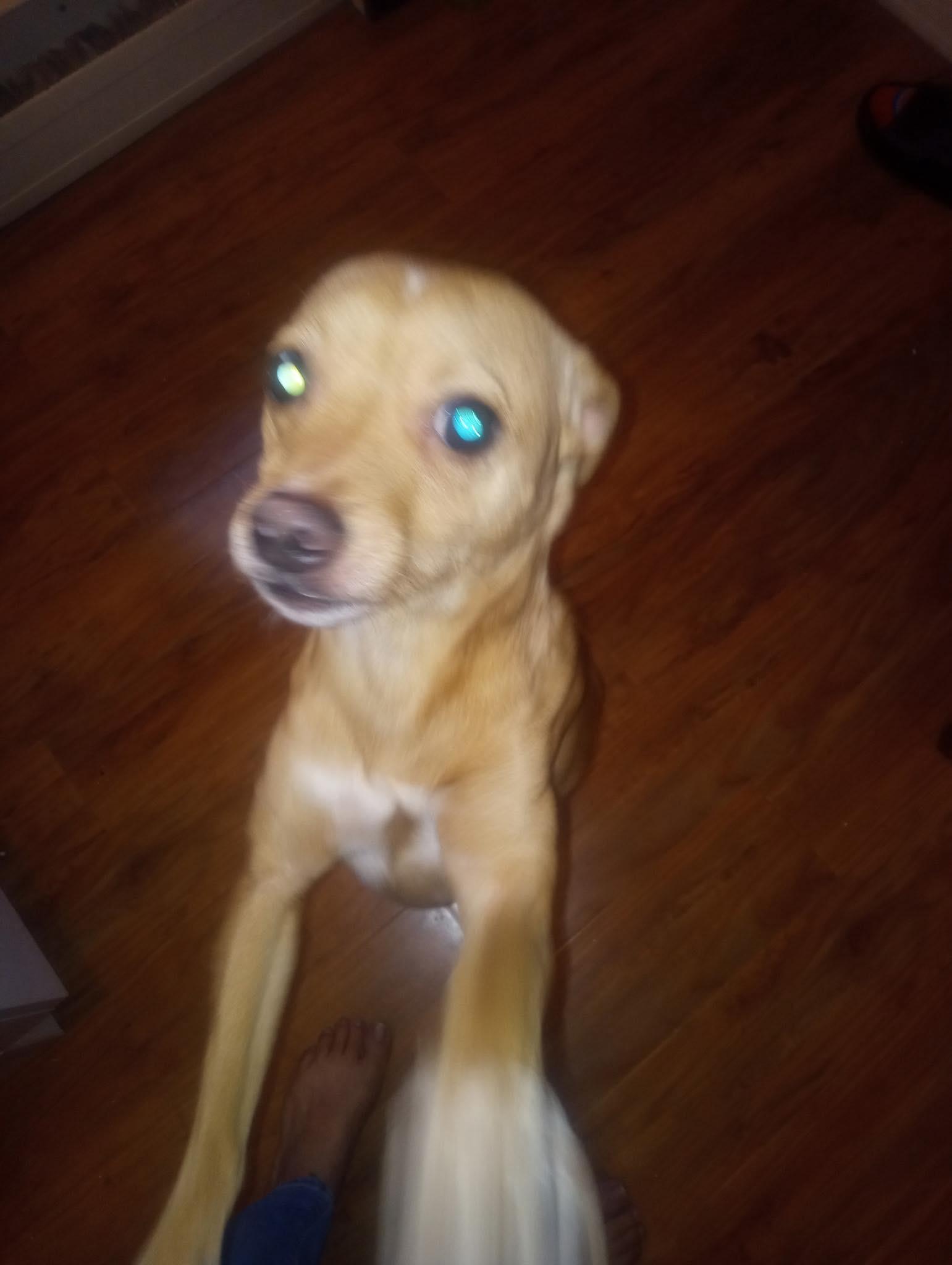 Enlarge Willy, an adopted Chihuahua in Rochester, NY image 5/6
