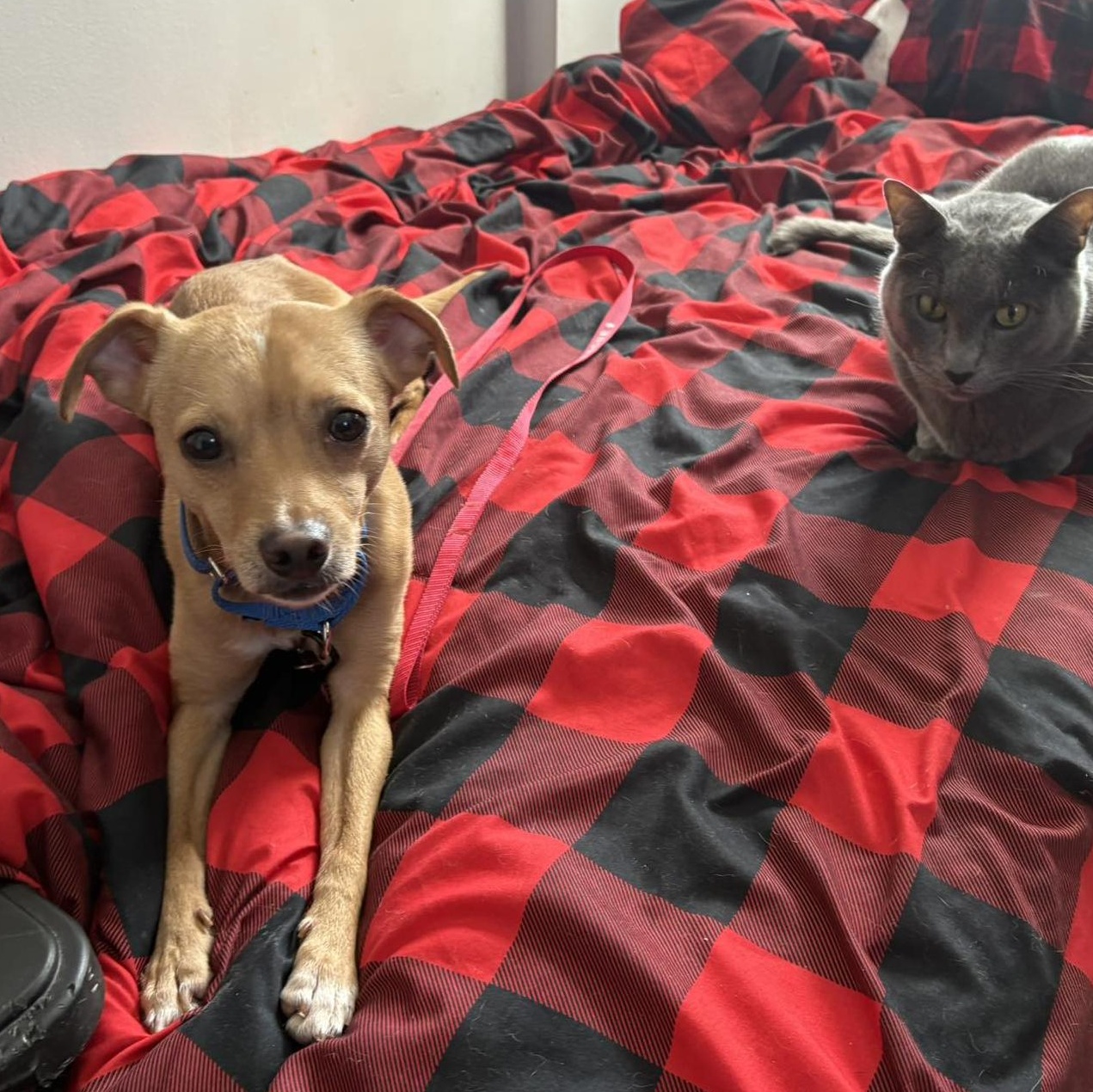 Enlarge Willy, an adopted Chihuahua in Rochester, NY image 3/6