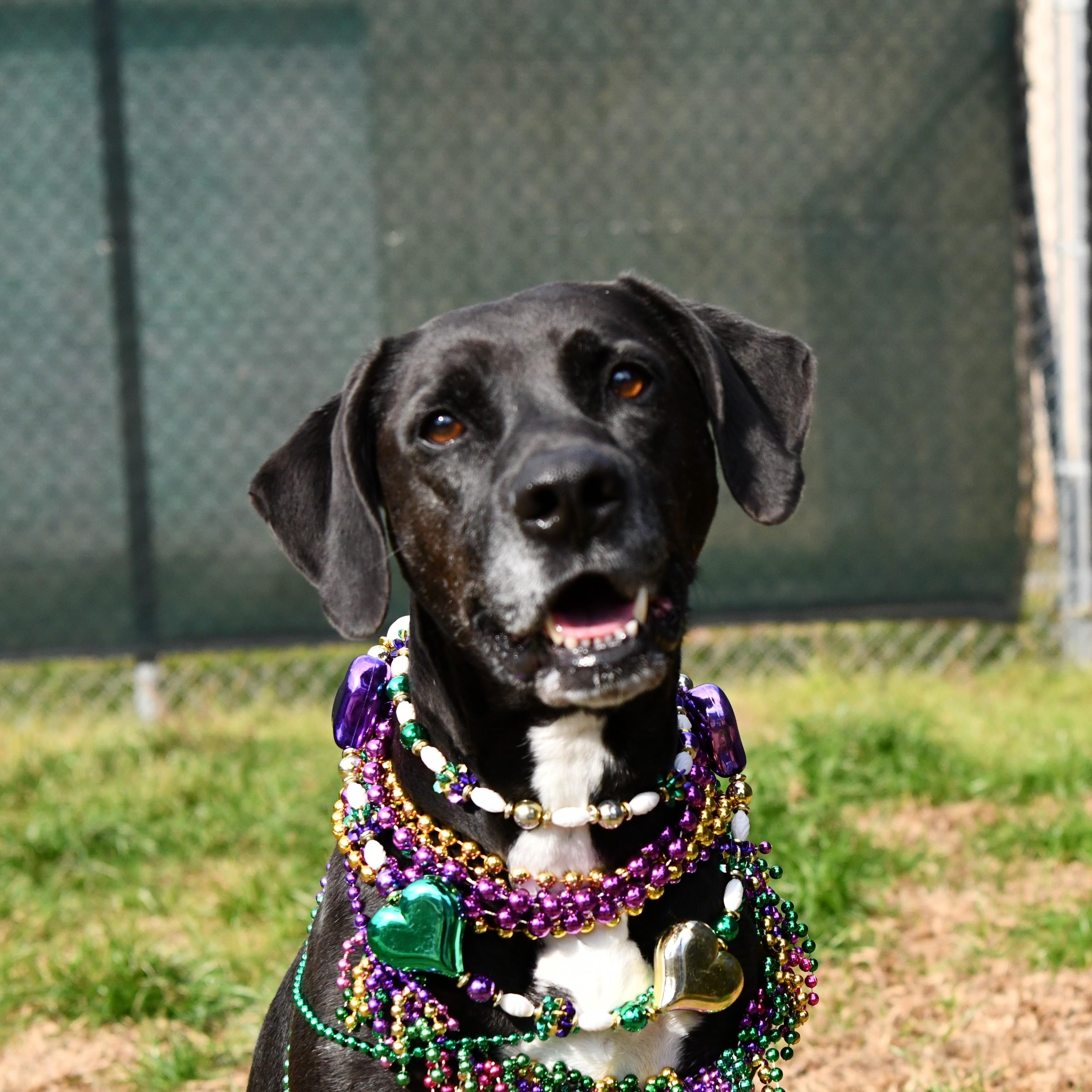 Enlarge Dylan, a Adoptable Black Labrador Retriever in Fairhope, AL image 1/6