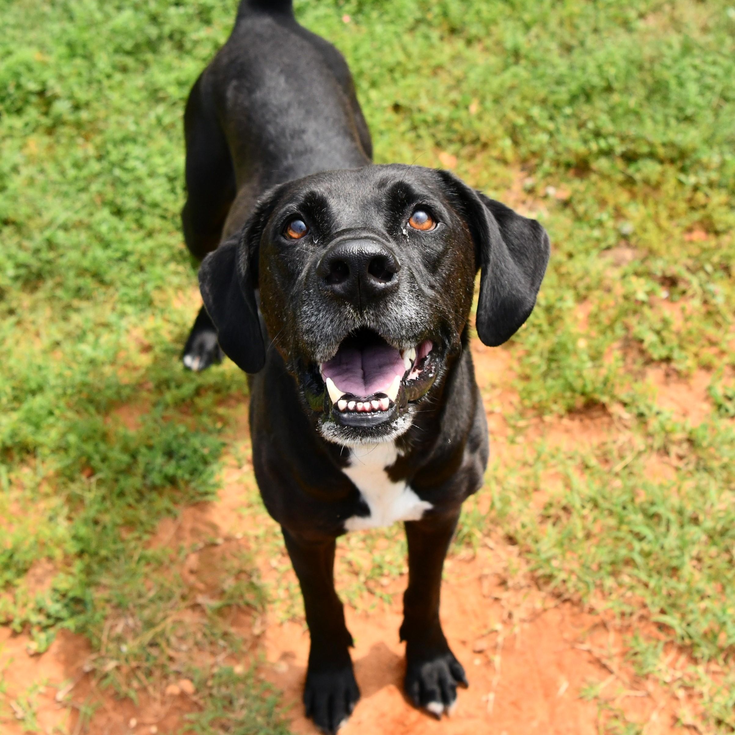 Dylan, a Adoptable Black Labrador Retriever in Fairhope, AL image 4/5