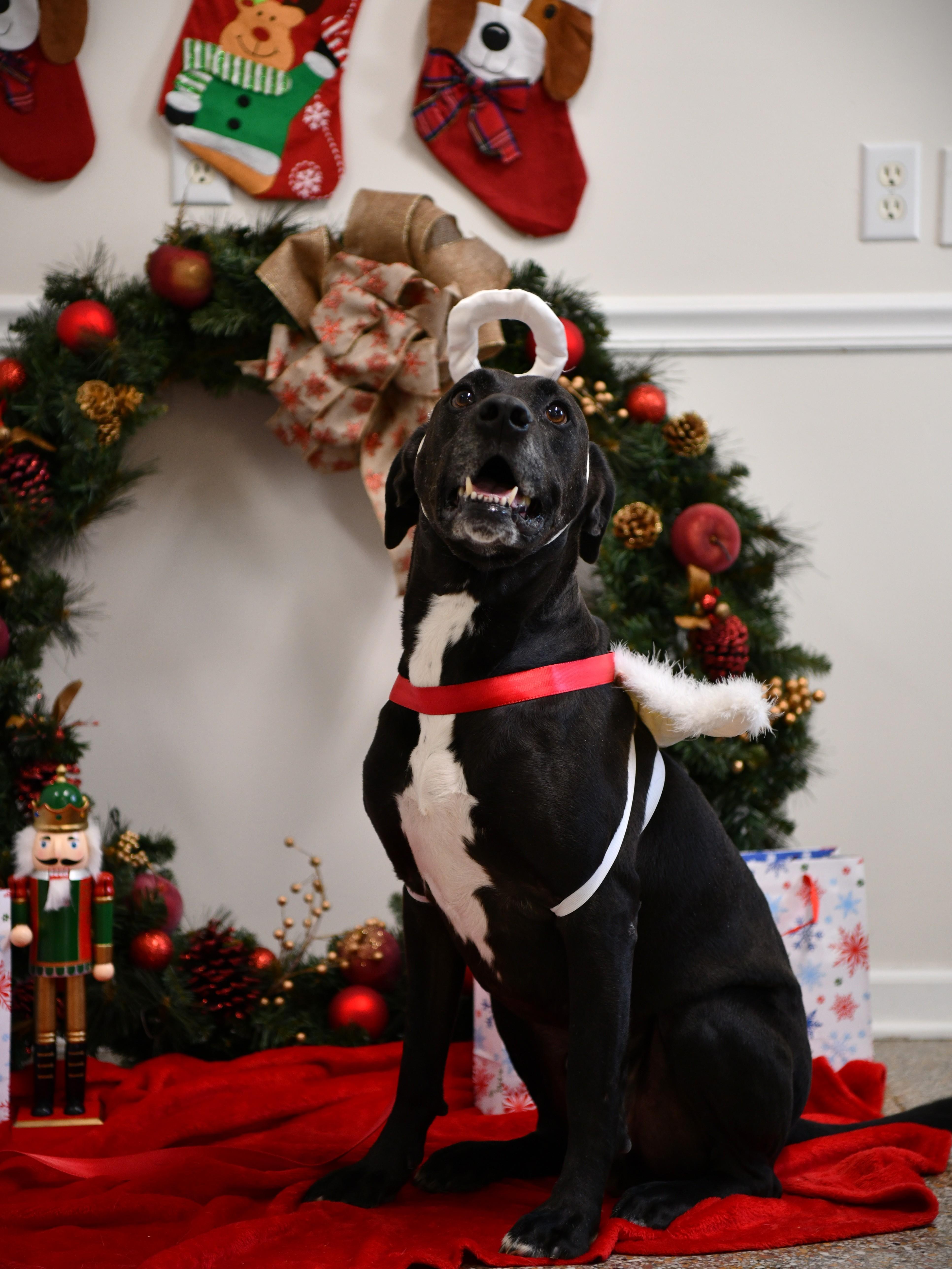 Dylan, Adoptable, Adult Male Black Labrador Retriever.