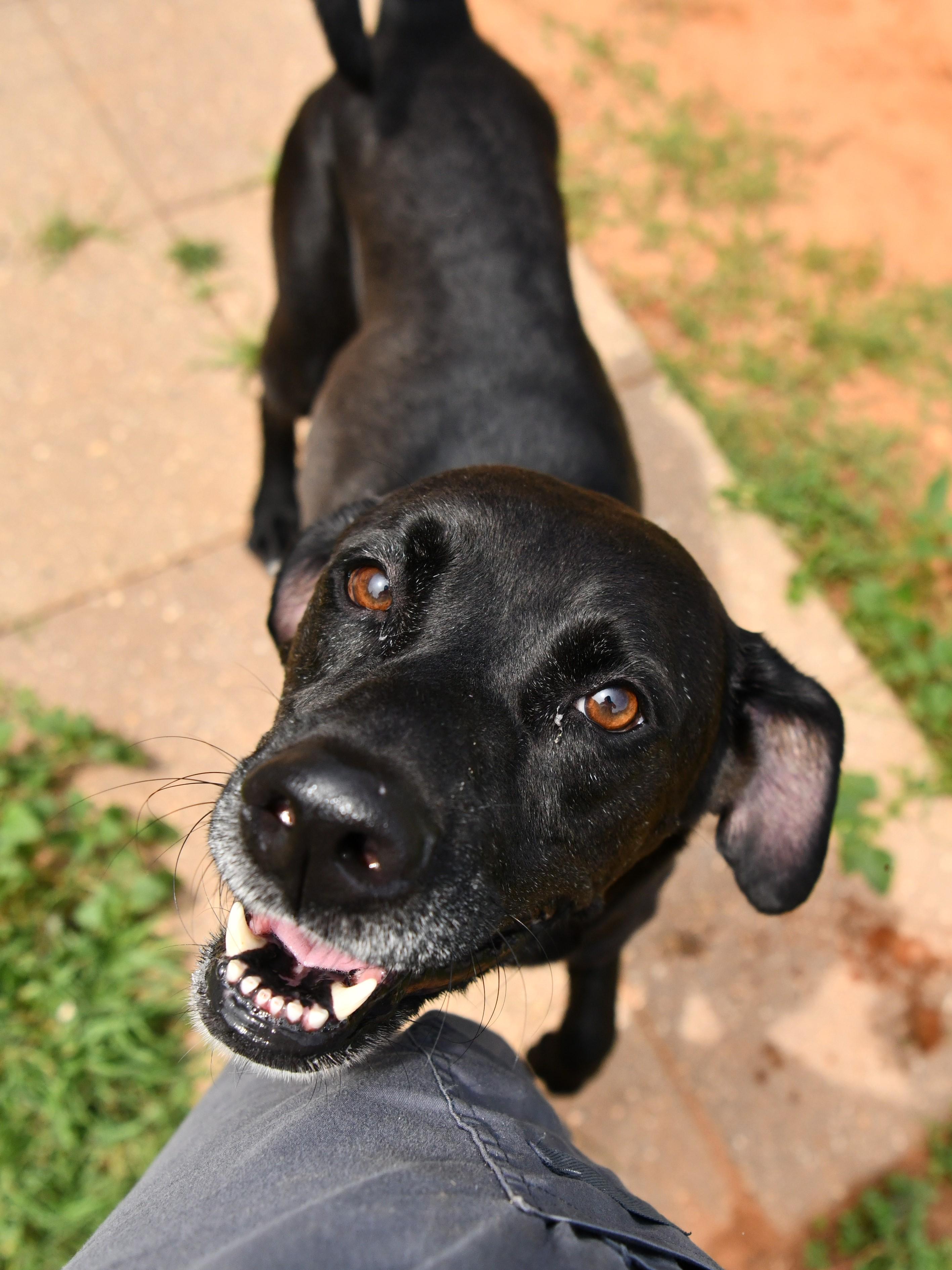 Dylan, a Adoptable Black Labrador Retriever in Fairhope, AL image 5/5