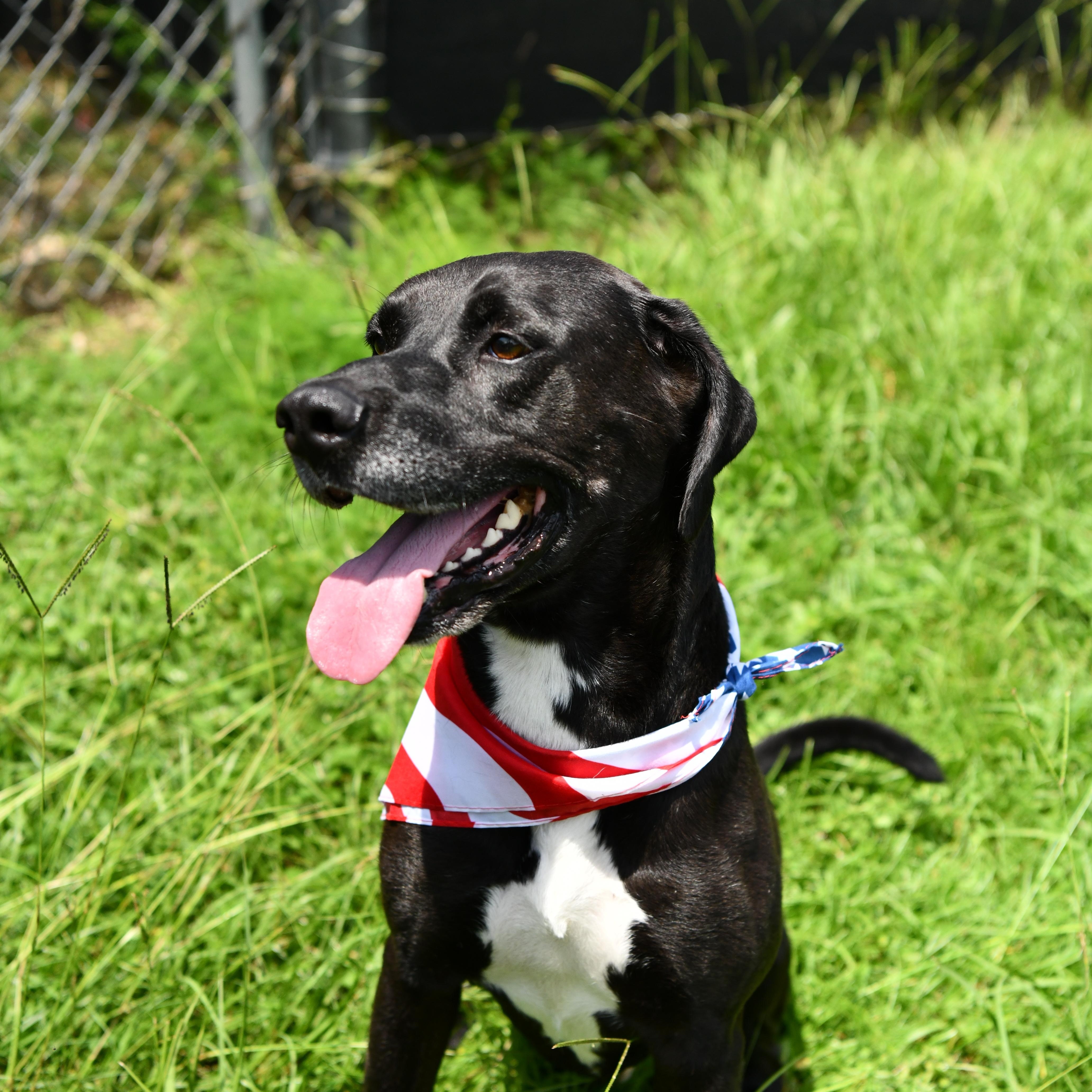 Dylan, Adoptable, Adult Male Black Labrador Retriever.