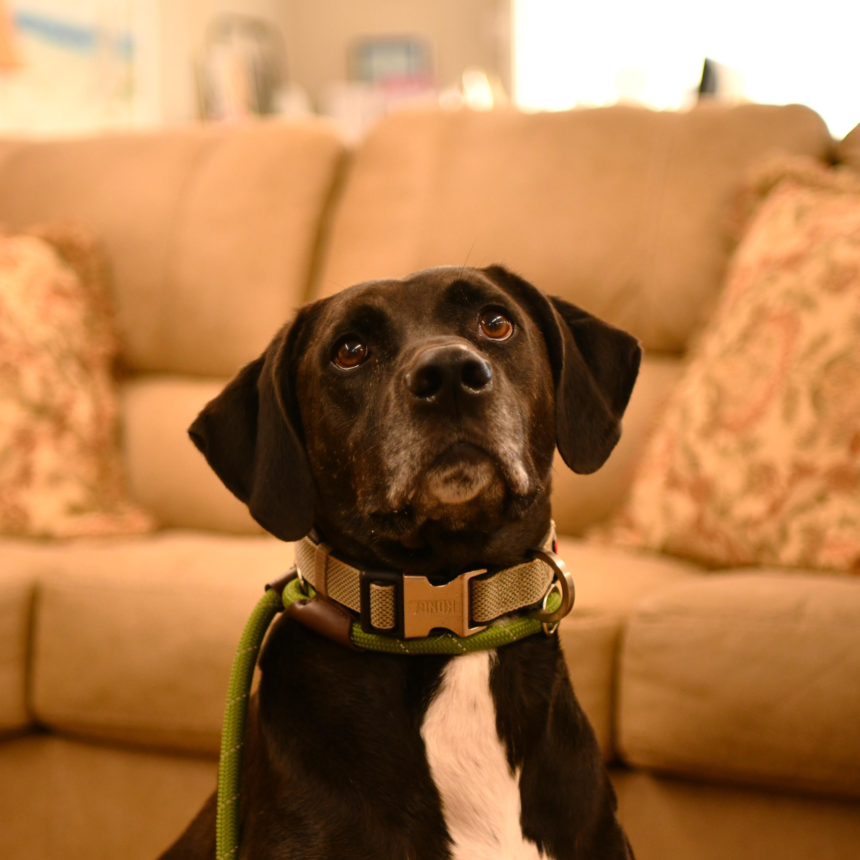 Dylan, a Adoptable Black Labrador Retriever in Fairhope, AL image 2/5