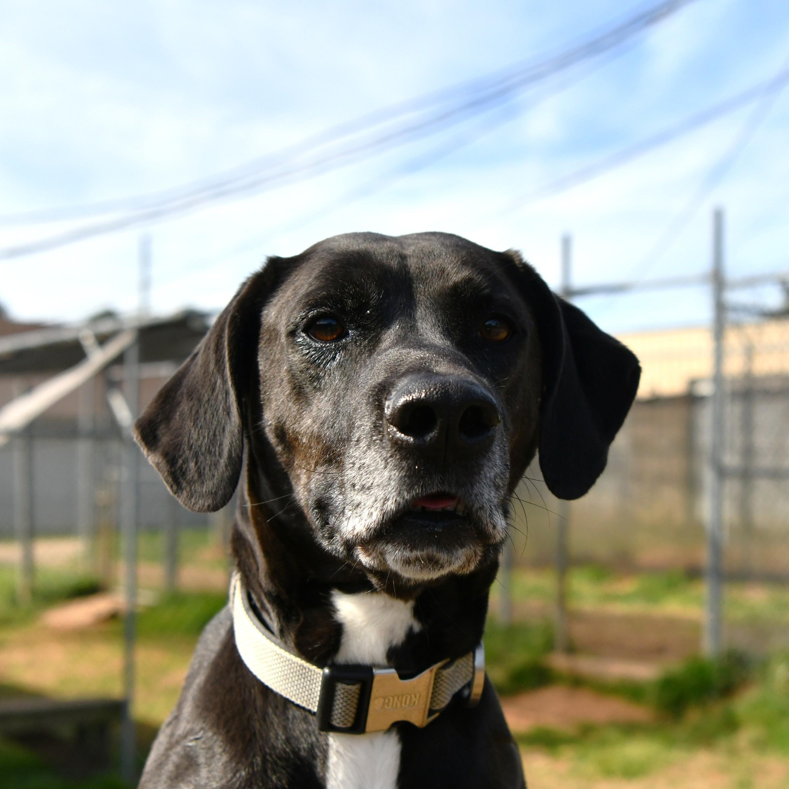 Enlarge Dylan, a Adoptable Black Labrador Retriever in Fairhope, AL image 3/6