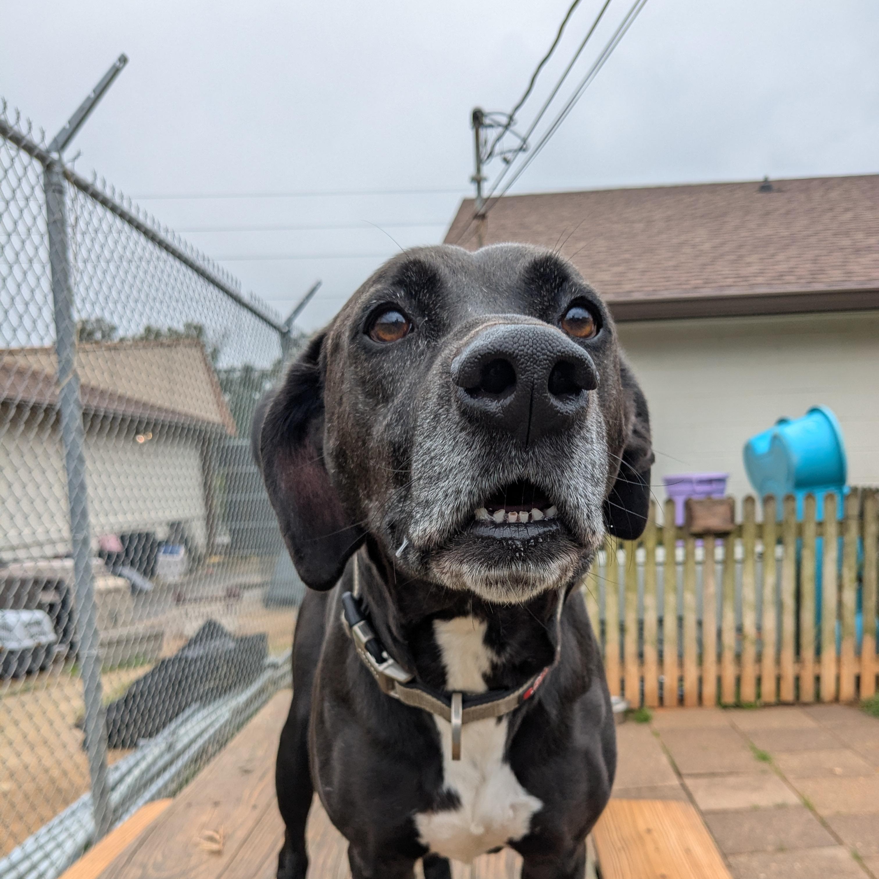 Enlarge Dylan, a Adoptable Black Labrador Retriever in Fairhope, AL image 5/6