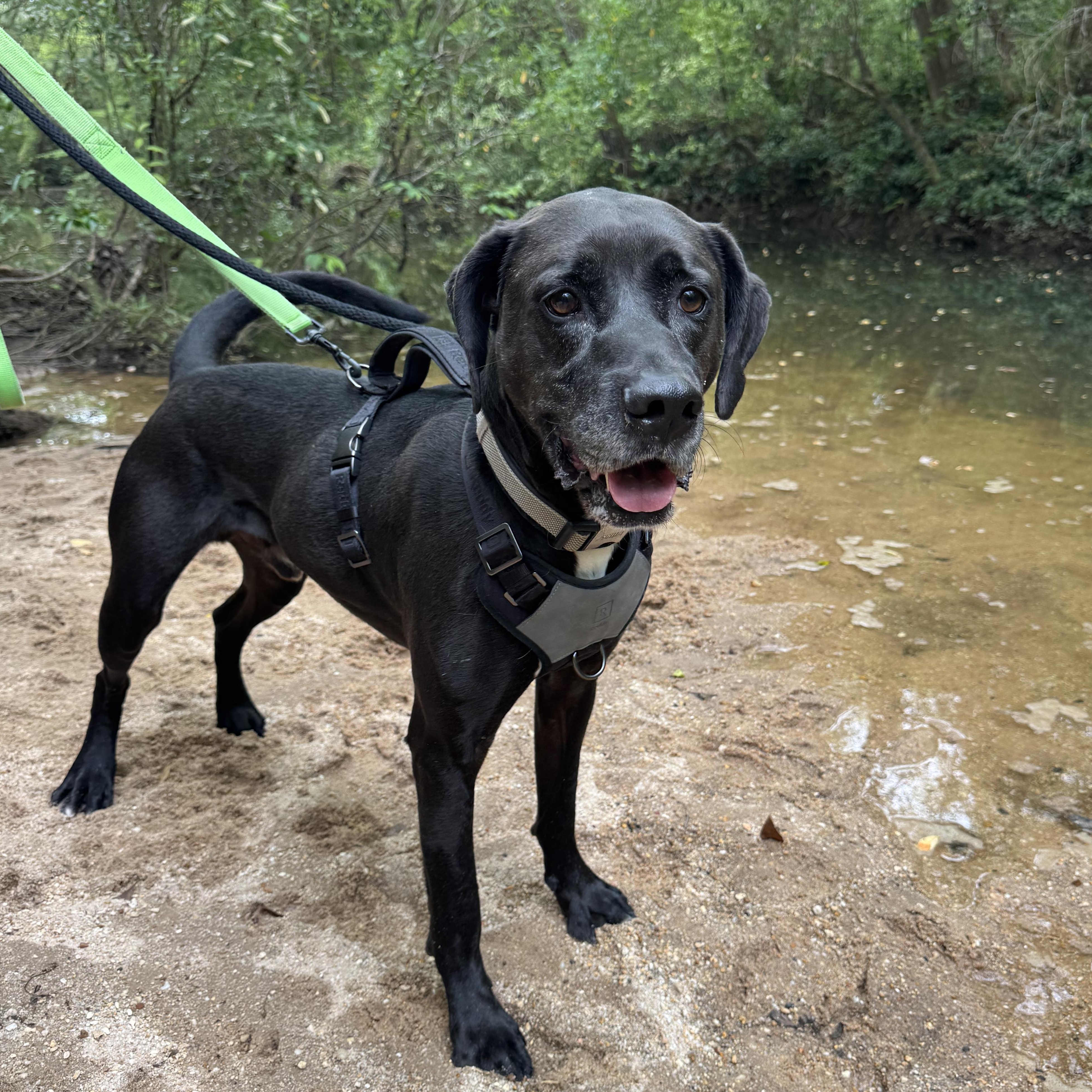 Dylan, a Adoptable Black Labrador Retriever in Fairhope, AL image 6/6