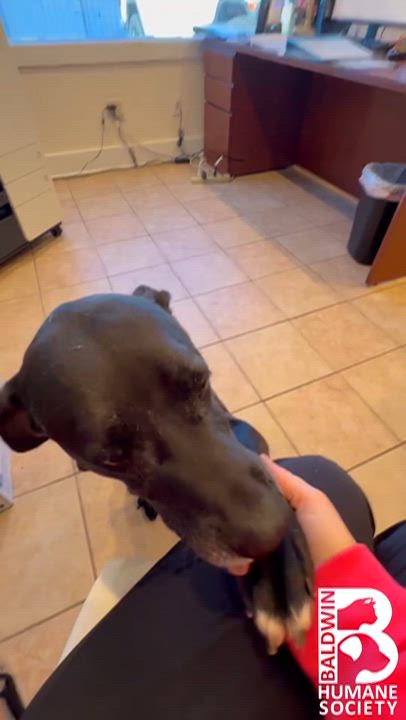 Enlarge Dylan, a Adoptable Black Labrador Retriever in Fairhope, AL video 2/6