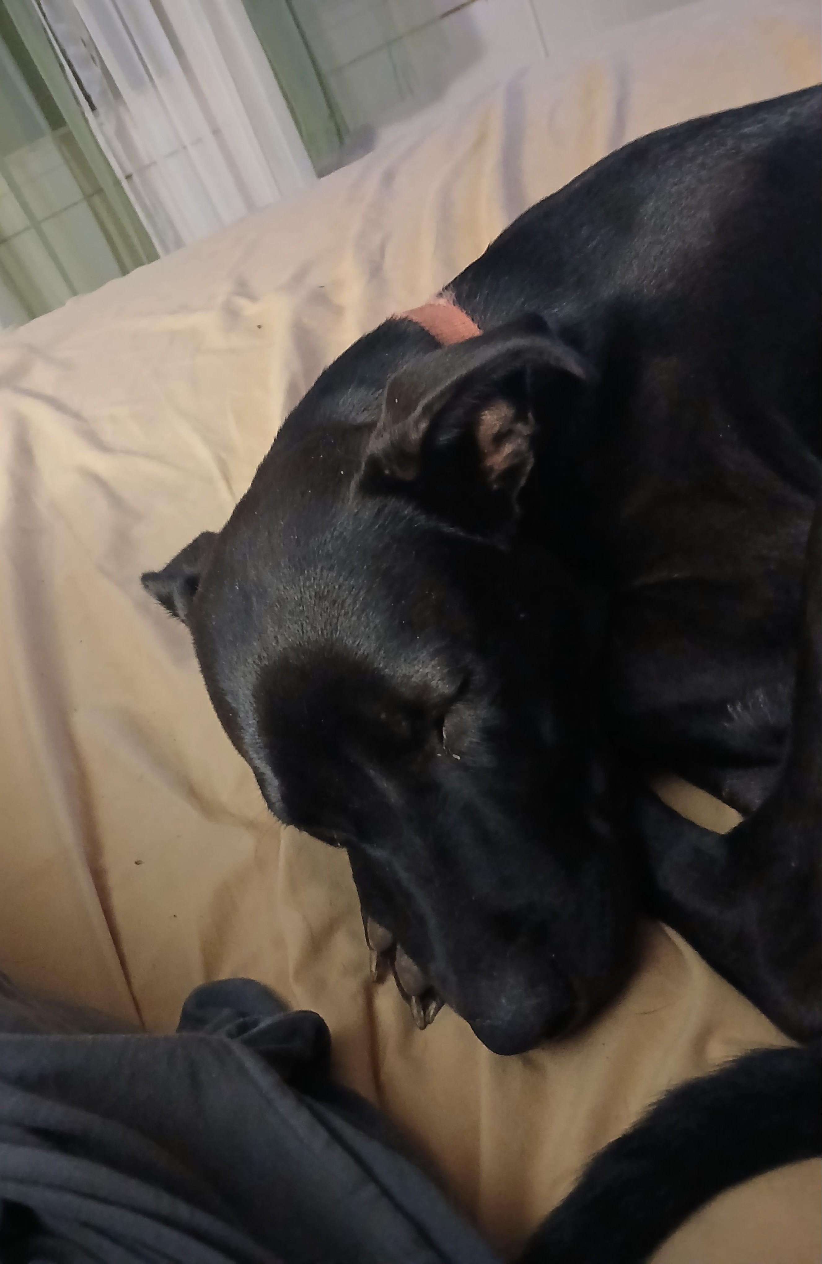 Enlarge Bailey, a Adoptable mixed breed in Sierra Vista, AZ image 3/3