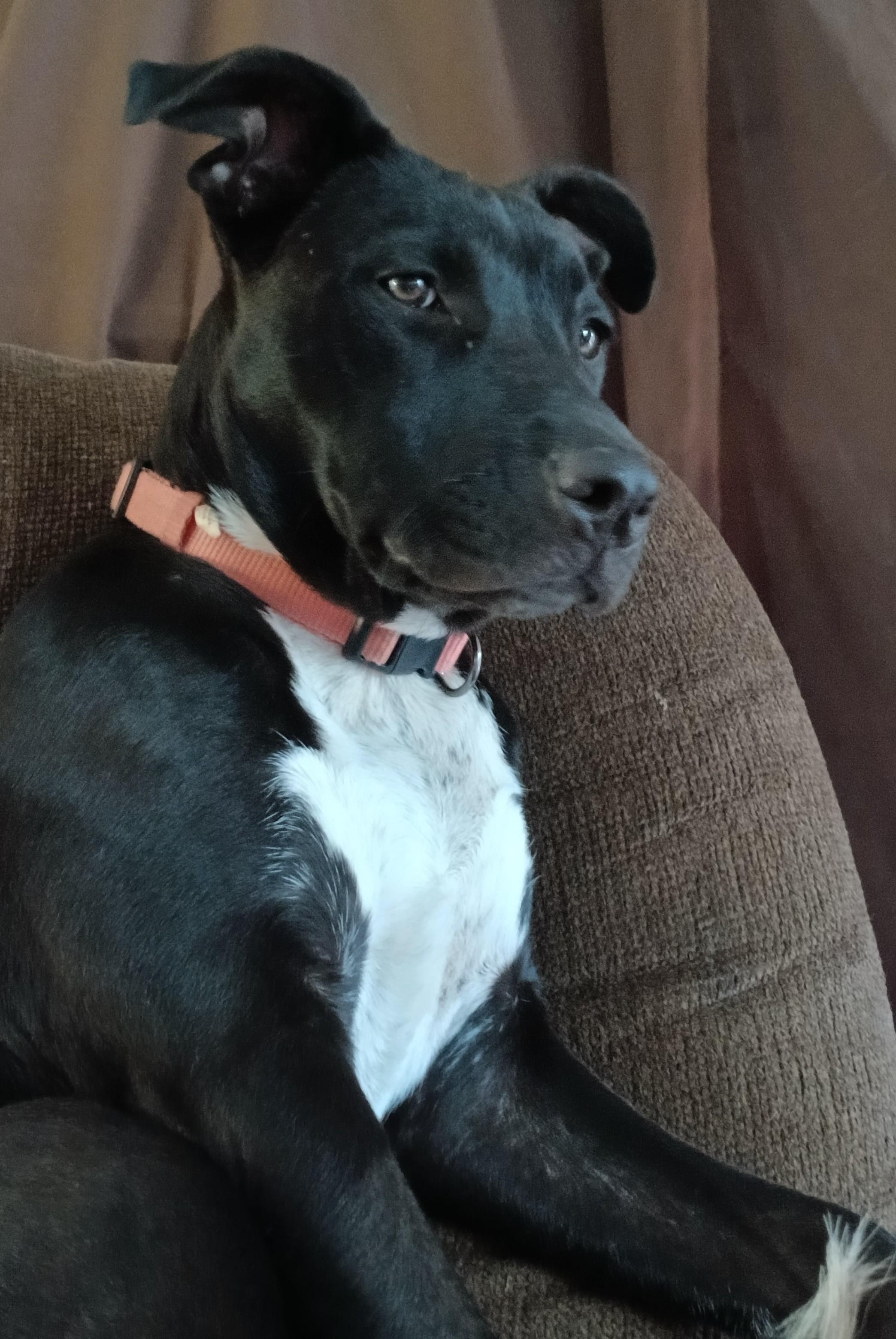 Enlarge Bailey, a Adoptable mixed breed in Sierra Vista, AZ image 1/3