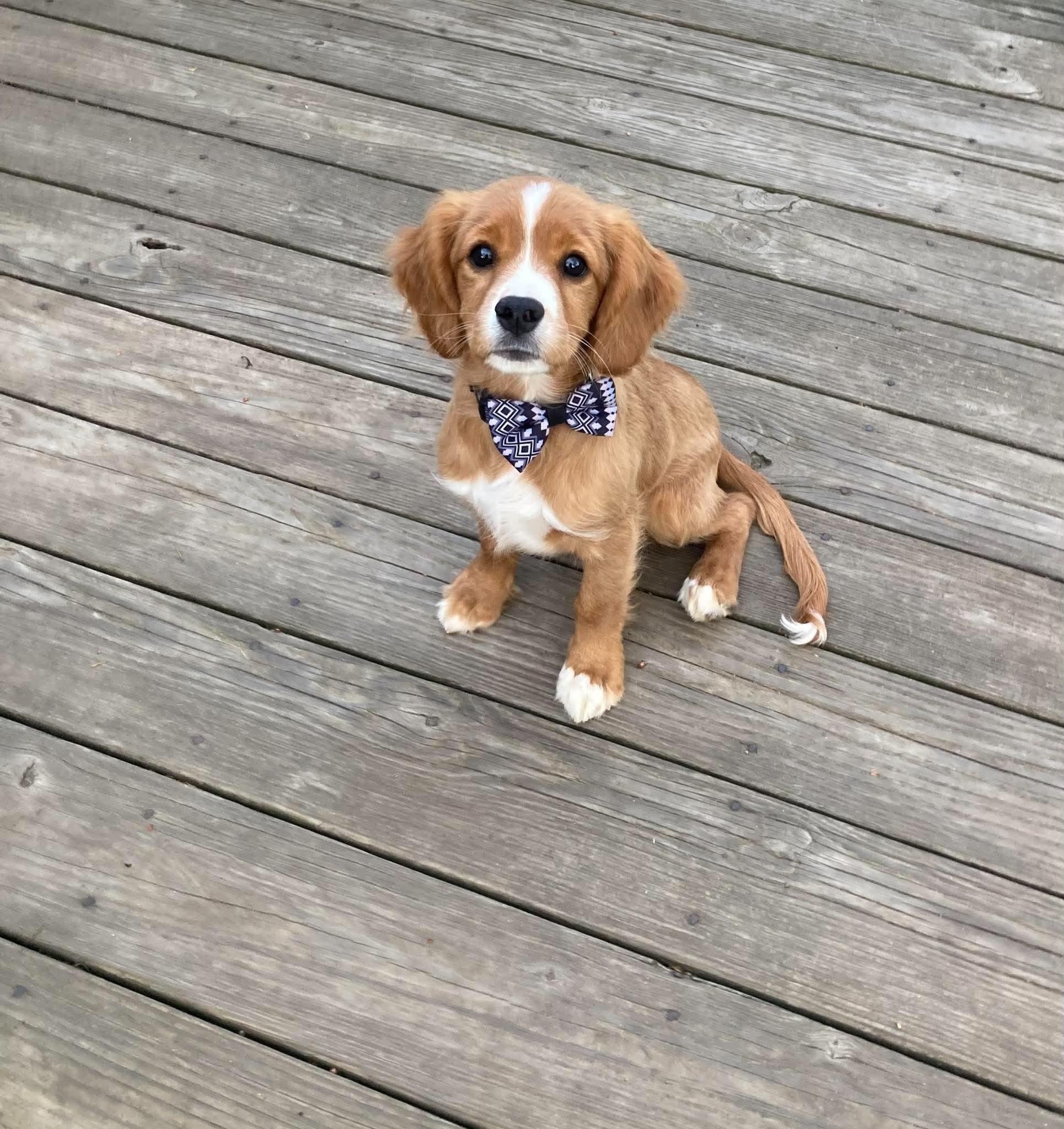 Moe, an adopted mixed breed in Brunswick, ME image 2/3