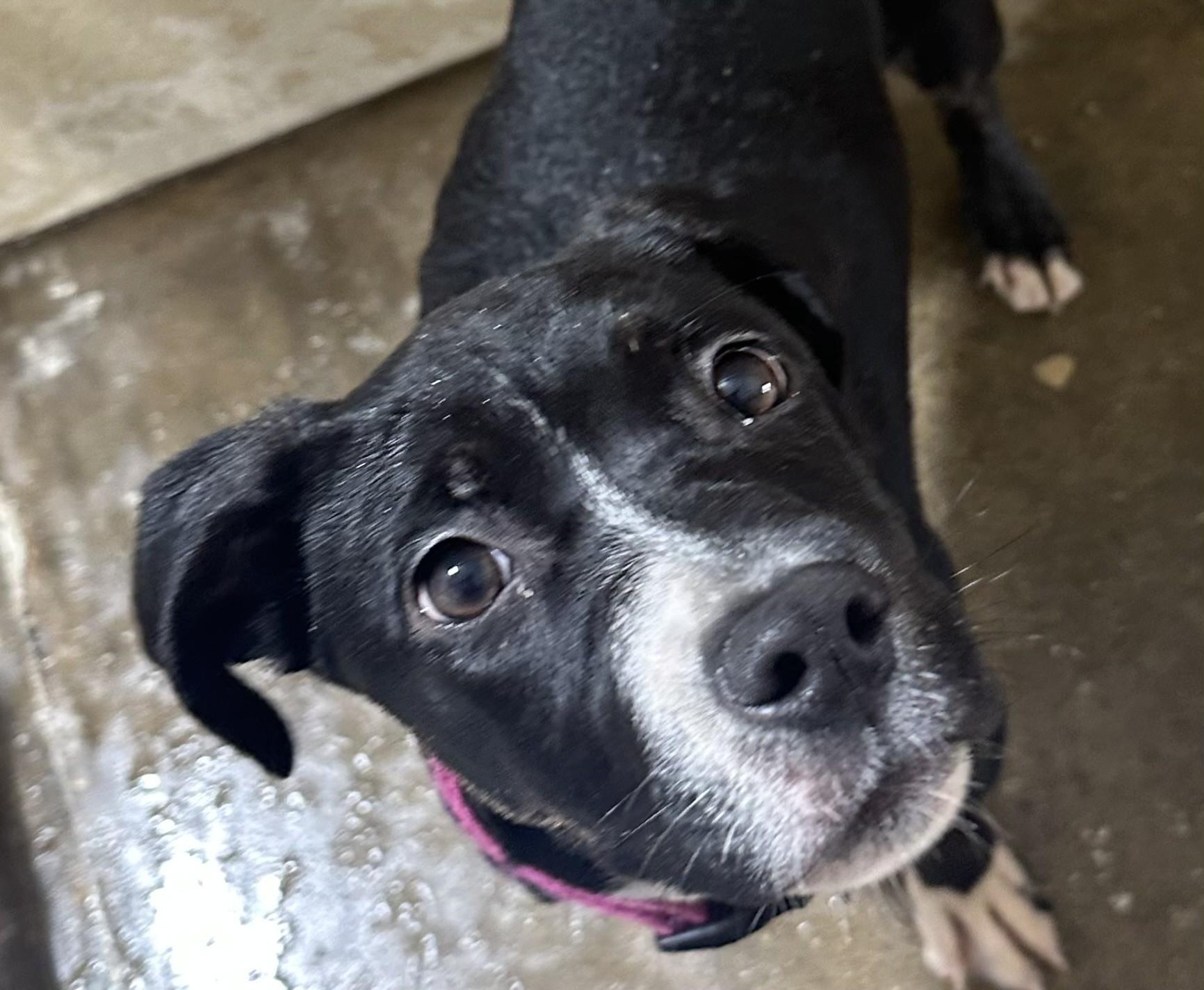 Enlarge PEPPER, a Adoptable mixed breed in Paris , TN image 1/1