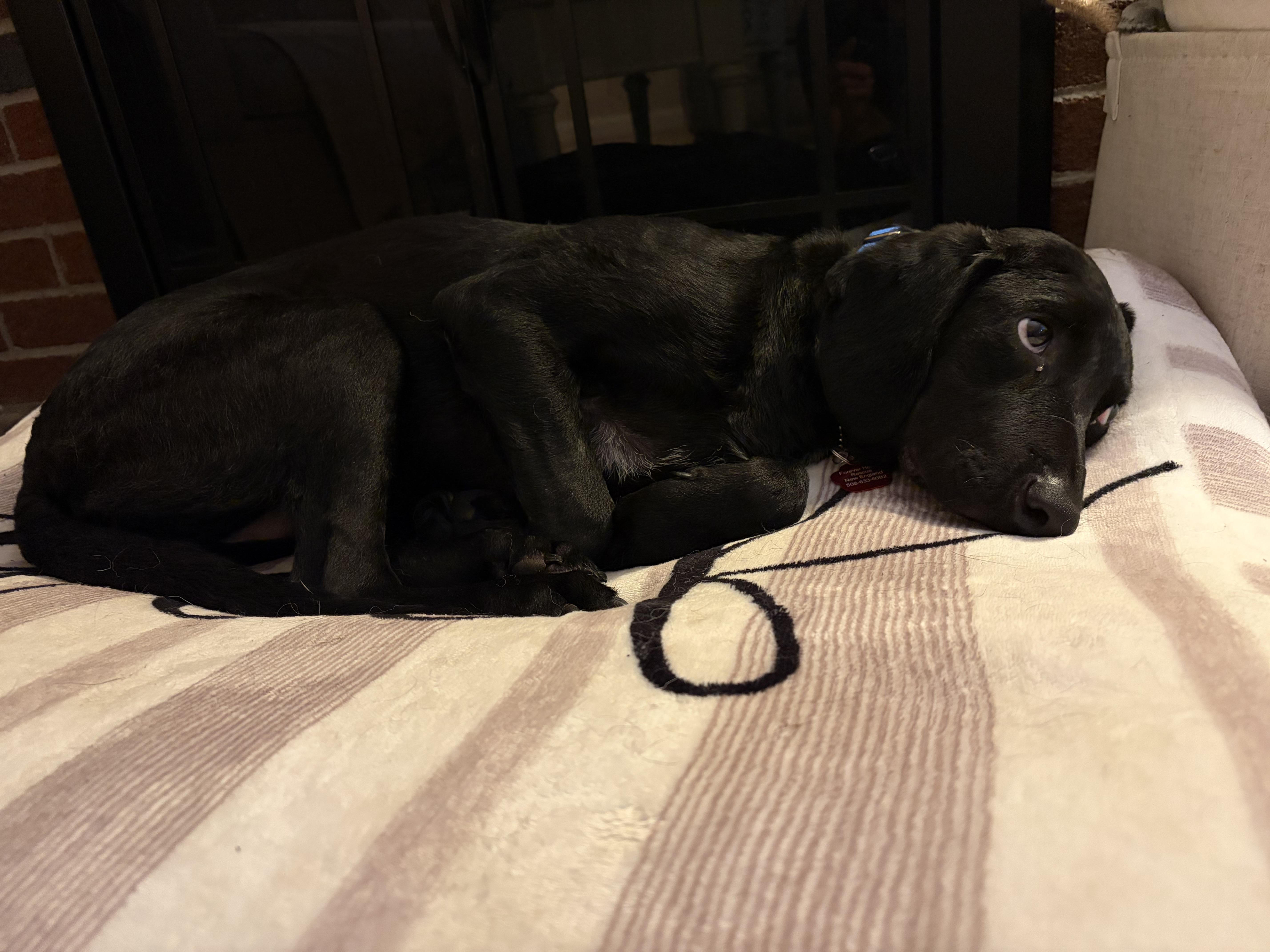 Enlarge Bugs - COME MEET, a ADOPTABLE mixed breed in Medfield, MA image 2/5