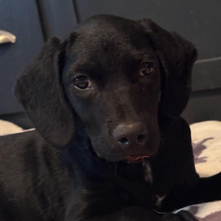 Enlarge Bugs - COME MEET, a ADOPTABLE mixed breed in Medfield, MA image 1/5