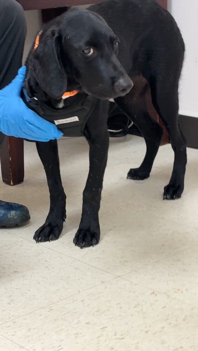 Enlarge Bugs - COME MEET, a ADOPTABLE mixed breed in Medfield, MA video 5/5