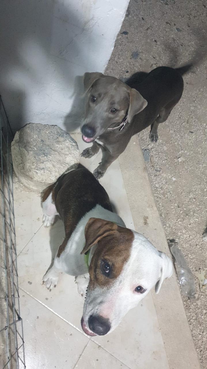 Beno, Adopted, Adult Male Hound.