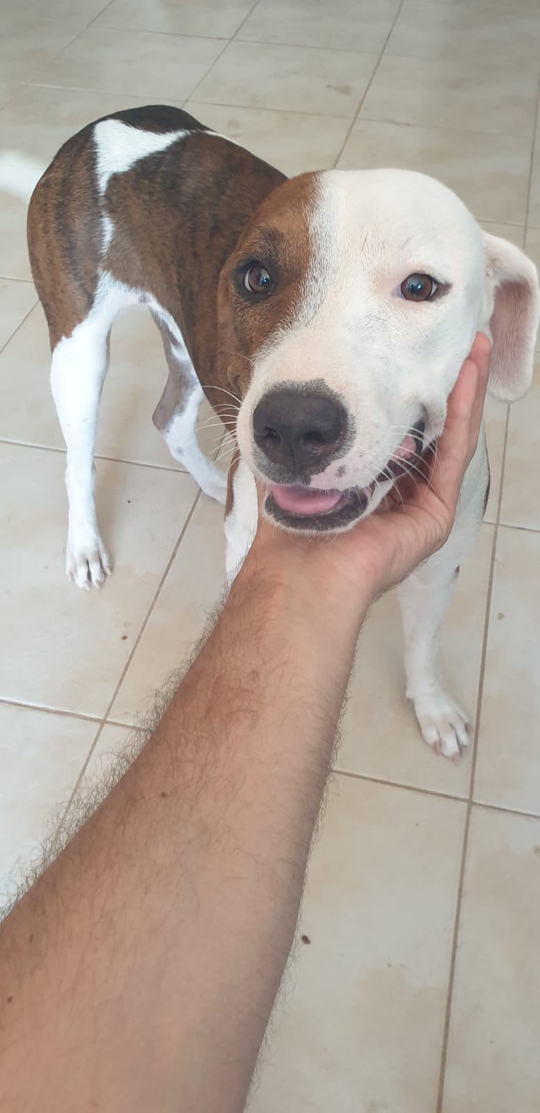 Beno, a Adopted Hound in North Vancouver, BC image 2/6