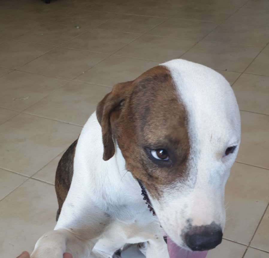 Beno, a Adopted Hound in North Vancouver, BC image 3/6