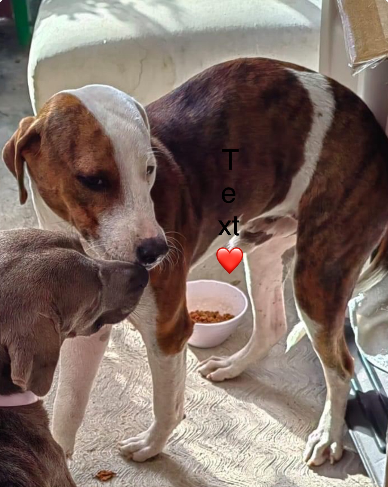 Beno, a Adopted Hound in North Vancouver, BC image 4/6