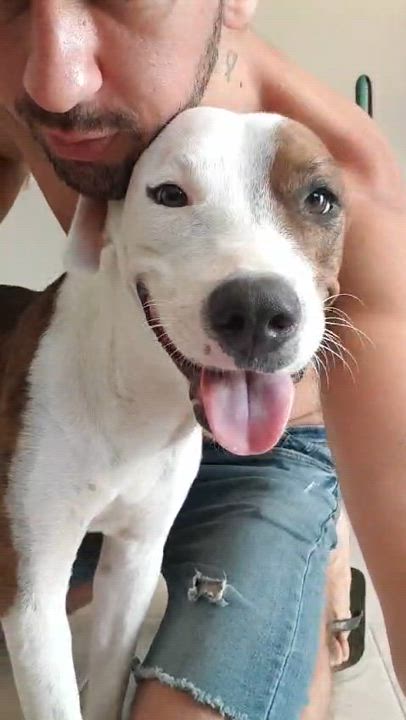 Enlarge Beno, a Adopted Hound in North Vancouver, BC video 5/6