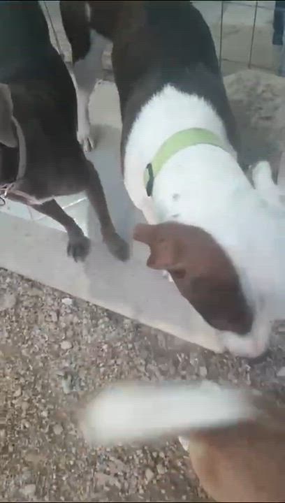 Enlarge Beno, a Adopted Hound in North Vancouver, BC video 6/6