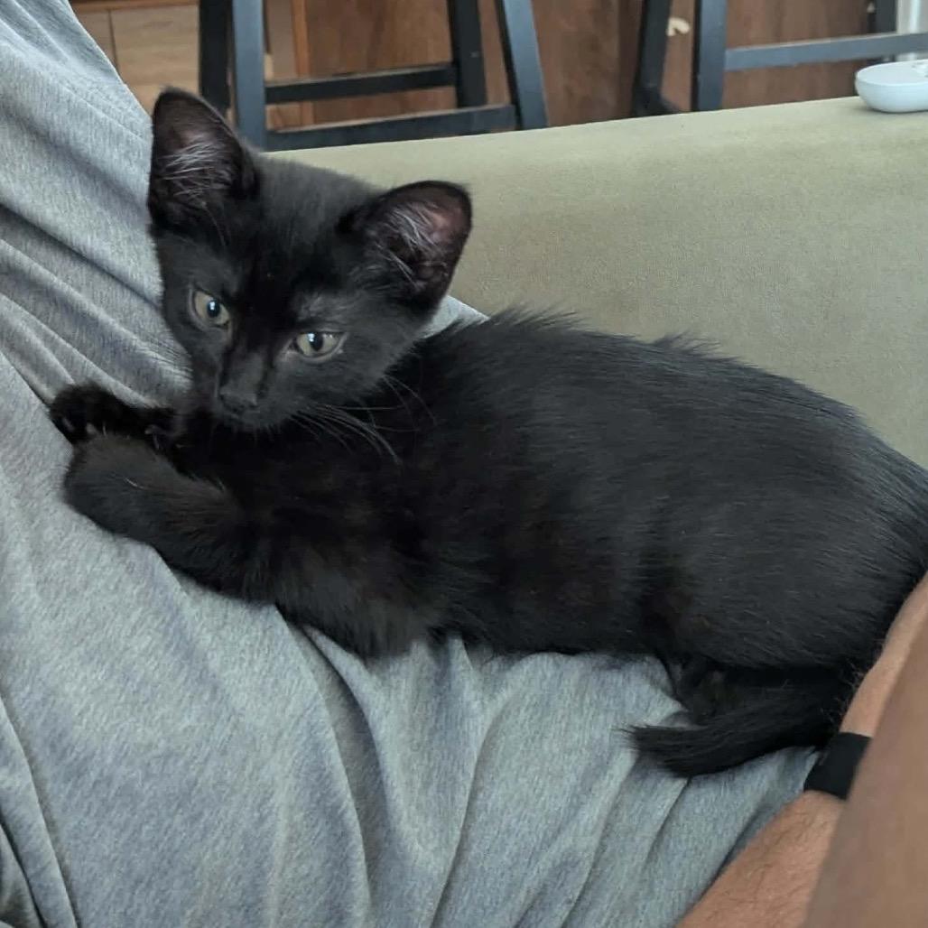 Enlarge Marigold, a Adoptable Domestic Short Hair in Jarrettsville, MD image 1/6