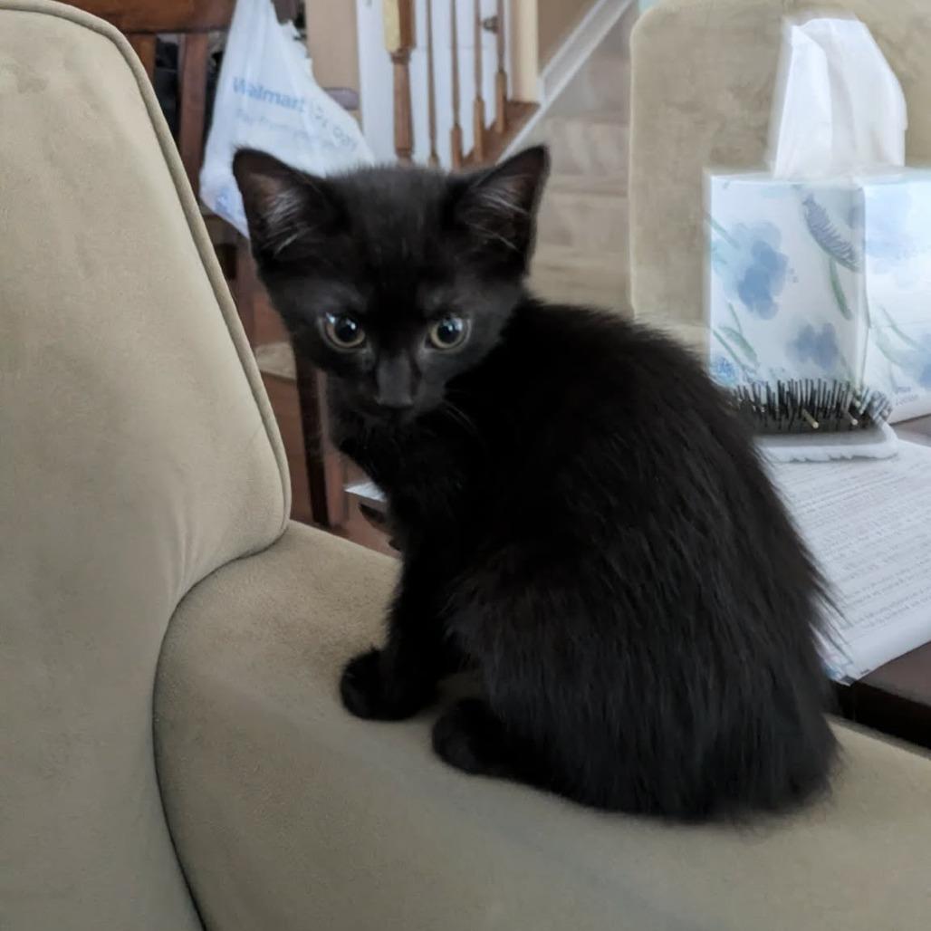 Enlarge Marigold, a Adoptable Domestic Short Hair in Jarrettsville, MD image 5/6