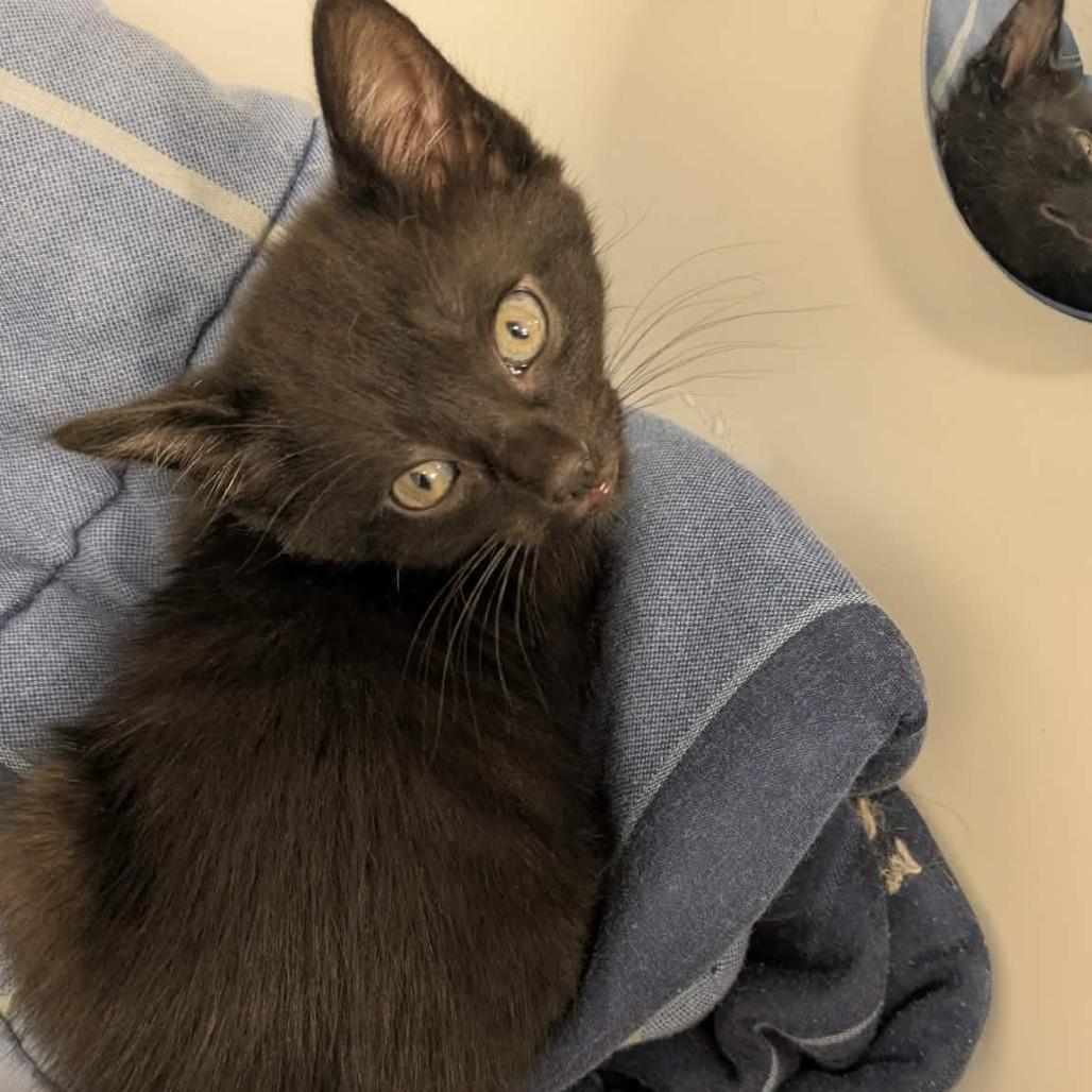 Enlarge Marigold, a Adoptable Domestic Short Hair in Jarrettsville, MD image 6/6