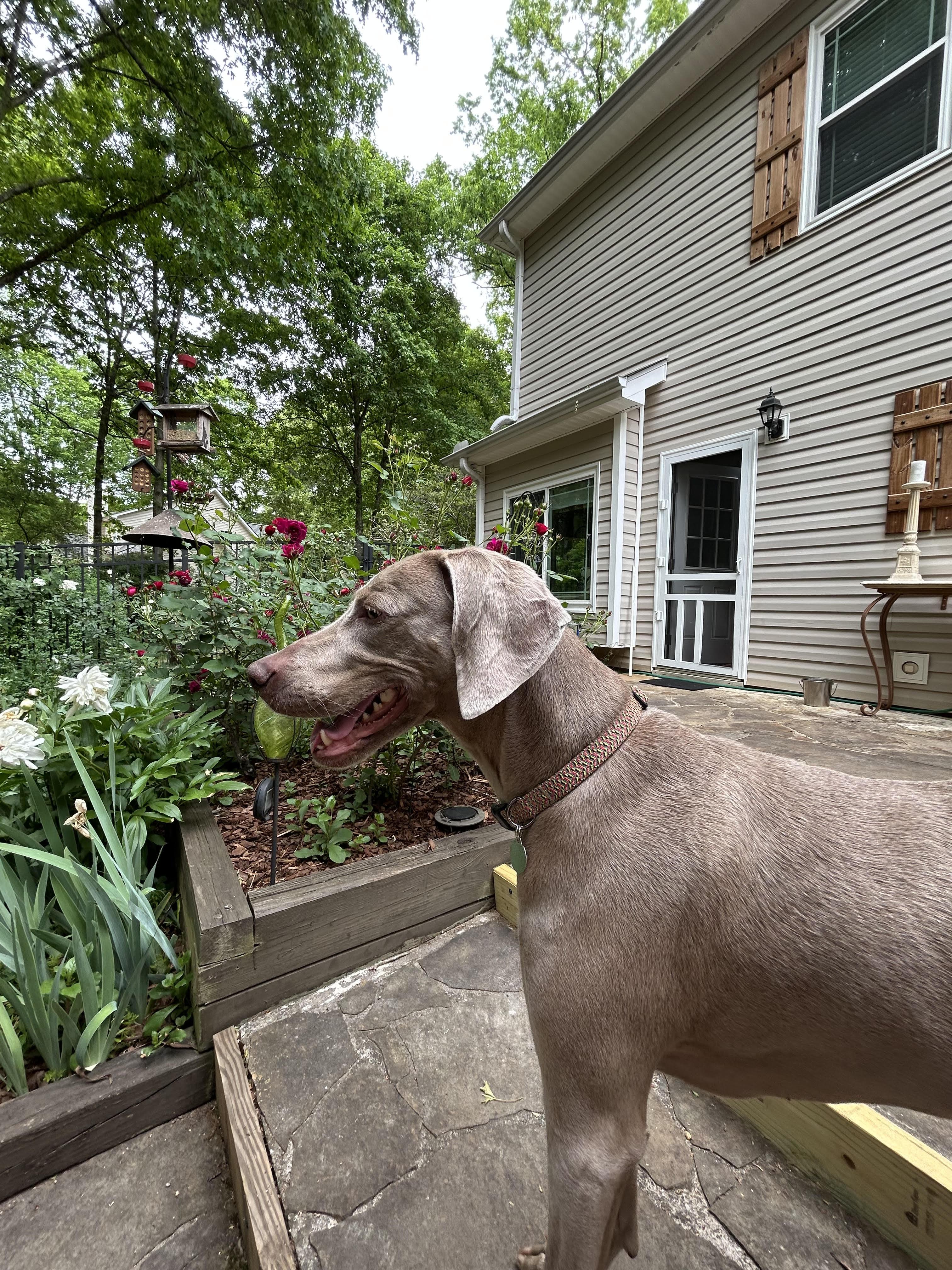 Georgia, Adopted, Adult Female Weimaraner.