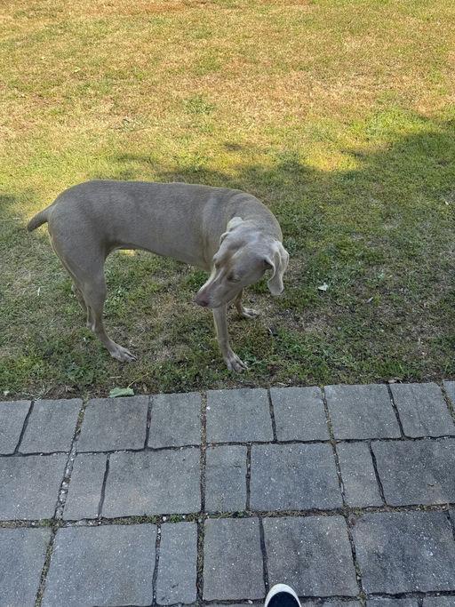 Georgia, a Adopted Weimaraner in Marietta, GA image 2/4