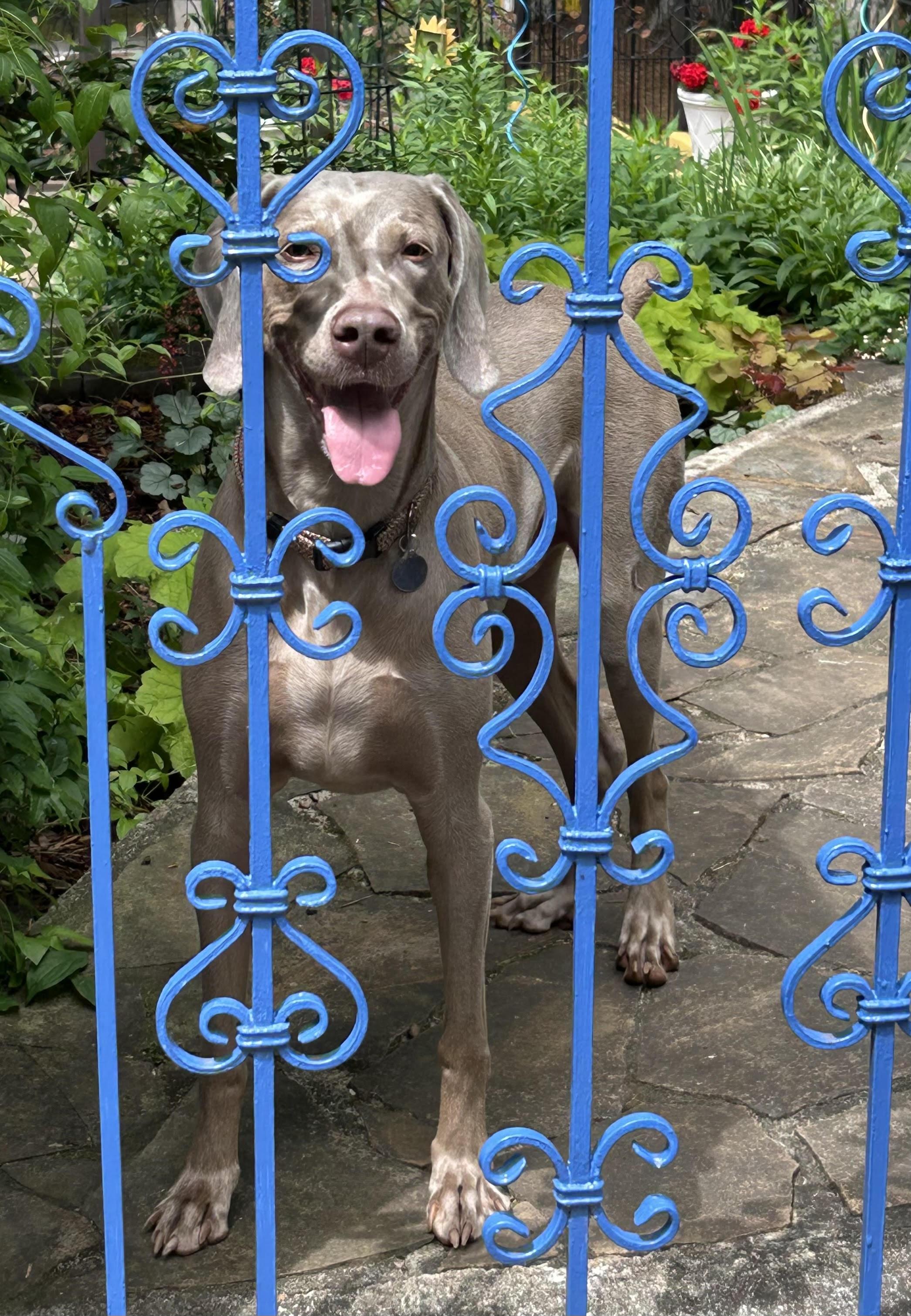 Georgia, a Adopted Weimaraner in Marietta, GA image 3/4