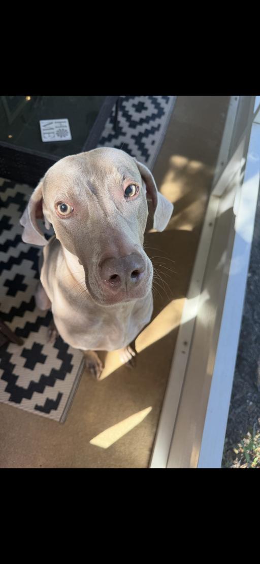 Georgia, a Adopted Weimaraner in Marietta, GA image 4/4