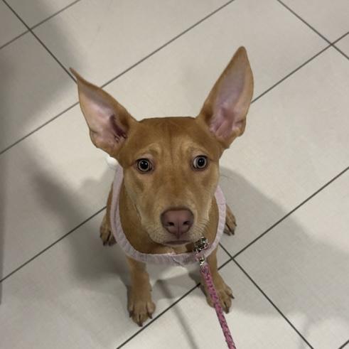 CosMc — thumbnail 4