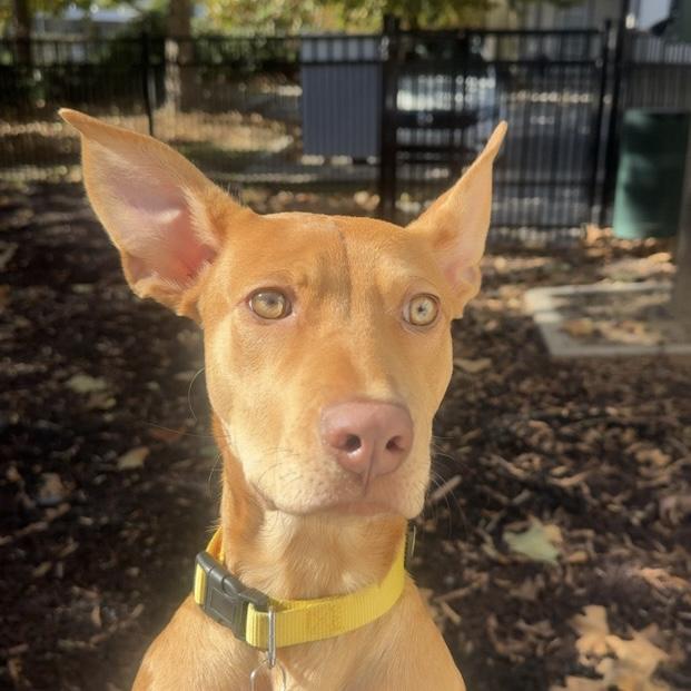 CosMc — thumbnail 6