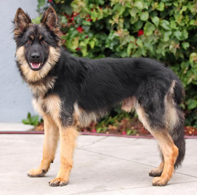 Ralphie von Rehau