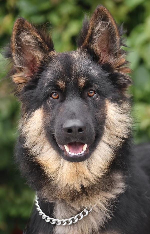 Ralphie von Rehau
