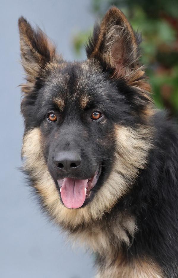 Ralphie von Rehau