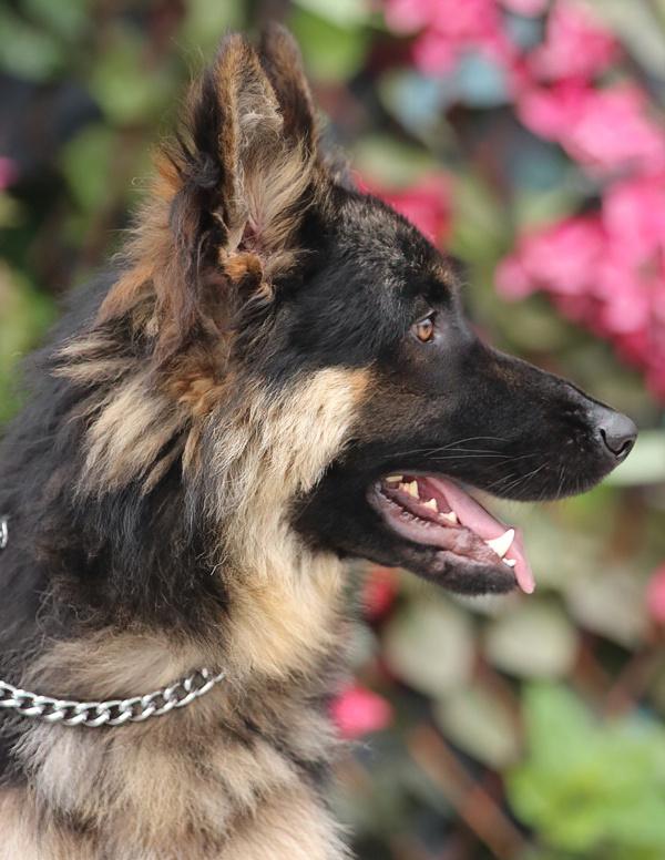 Ralphie von Rehau