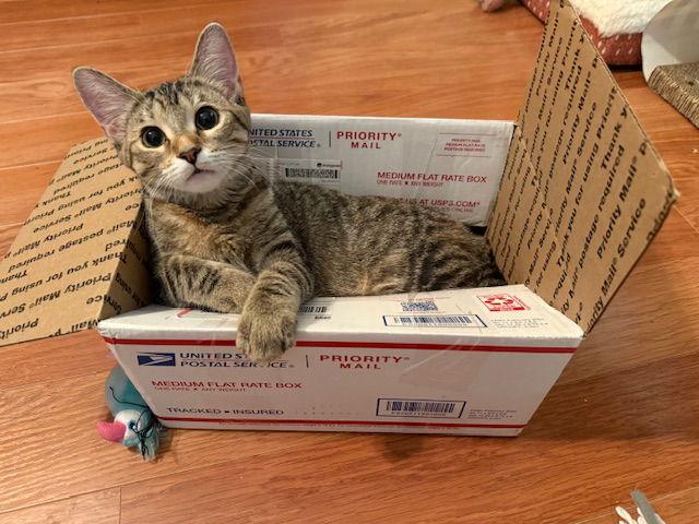 Enlarge Rosalyn, a Adoptable Domestic Medium Hair in Greenville, IL image 1/2