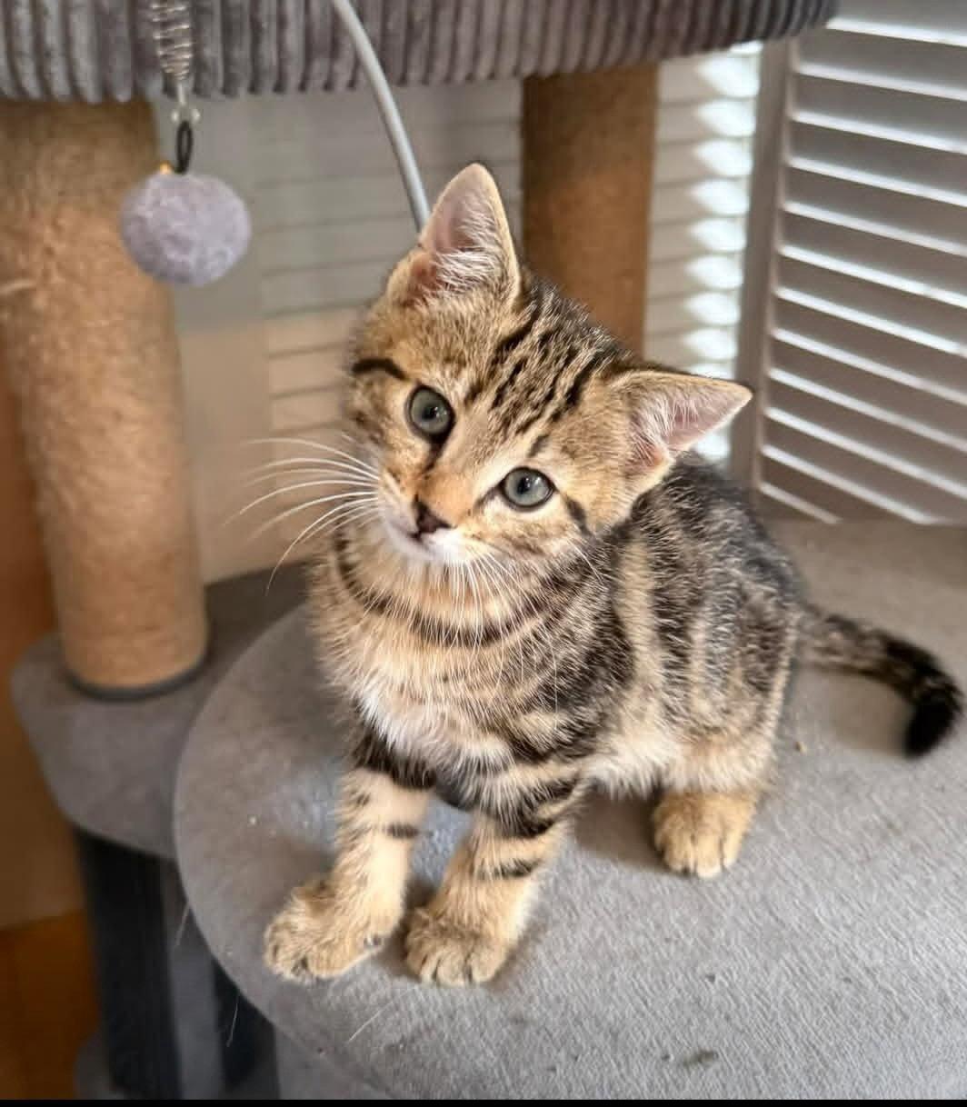 Peter, Adoptable, Young Male Domestic Short Hair.