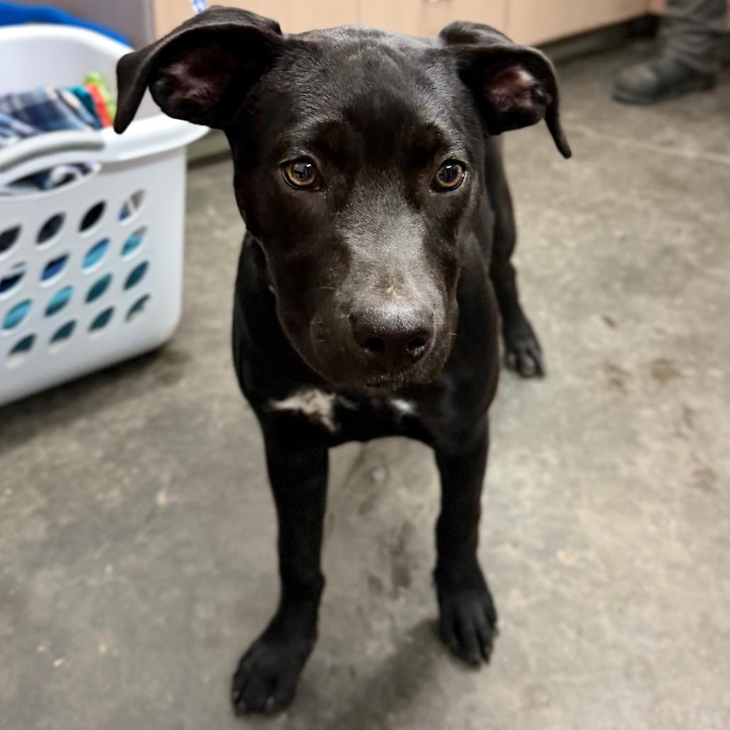 Enlarge Leah, a Adoptable Black Labrador Retriever in Evensville, TN image 1/2