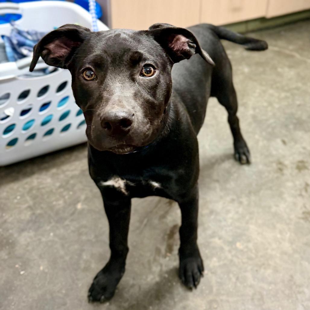 Enlarge Leah, a Adoptable Black Labrador Retriever in Evensville, TN image 2/2