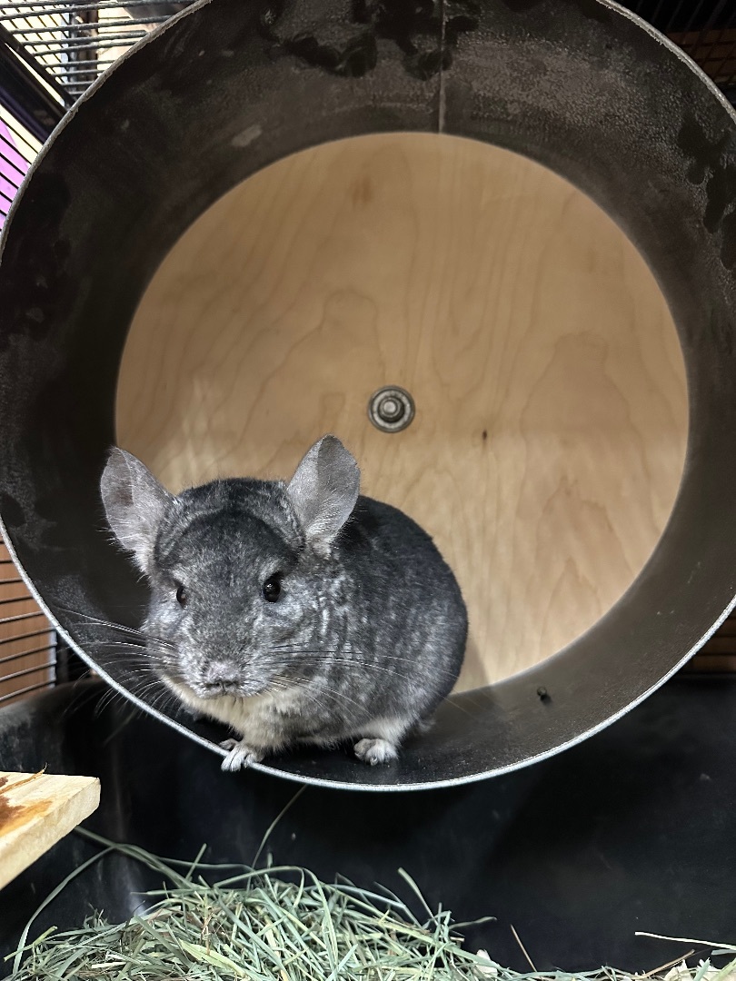 Chinchilla for adoption Pluto, a Chinchilla in Edgewood, WA Petfinder