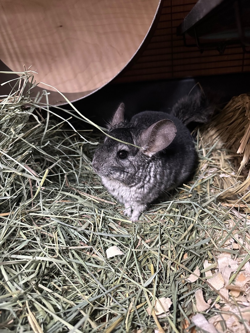 Chinchilla for adoption Pluto, a Chinchilla in Edgewood, WA Petfinder