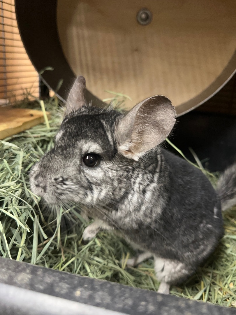 Chinchilla for adoption Pluto, a Chinchilla in Edgewood, WA Petfinder