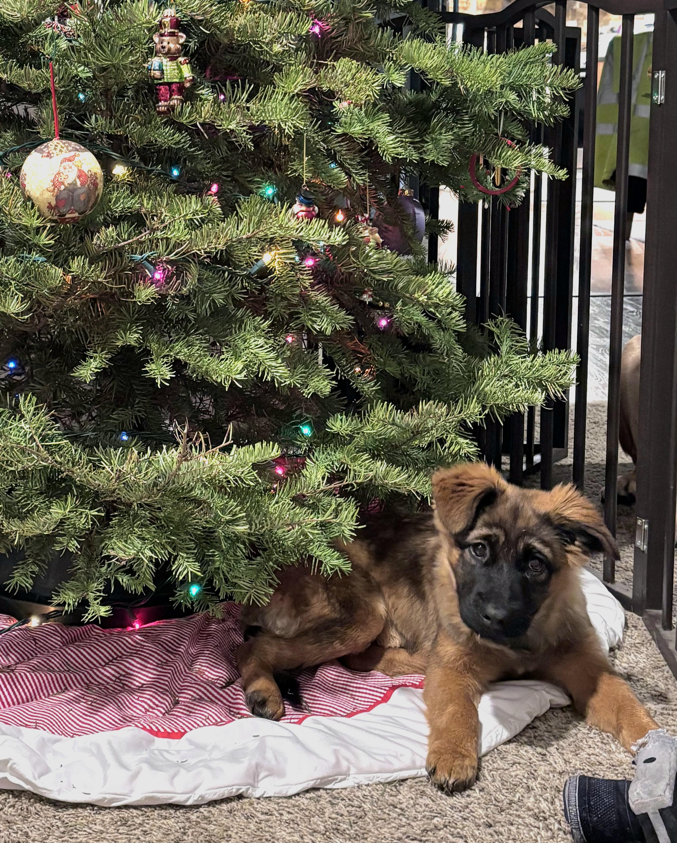 Pepper(mint), ADOPTABLE, Puppy Female German Shepherd Dog & Shepherd.