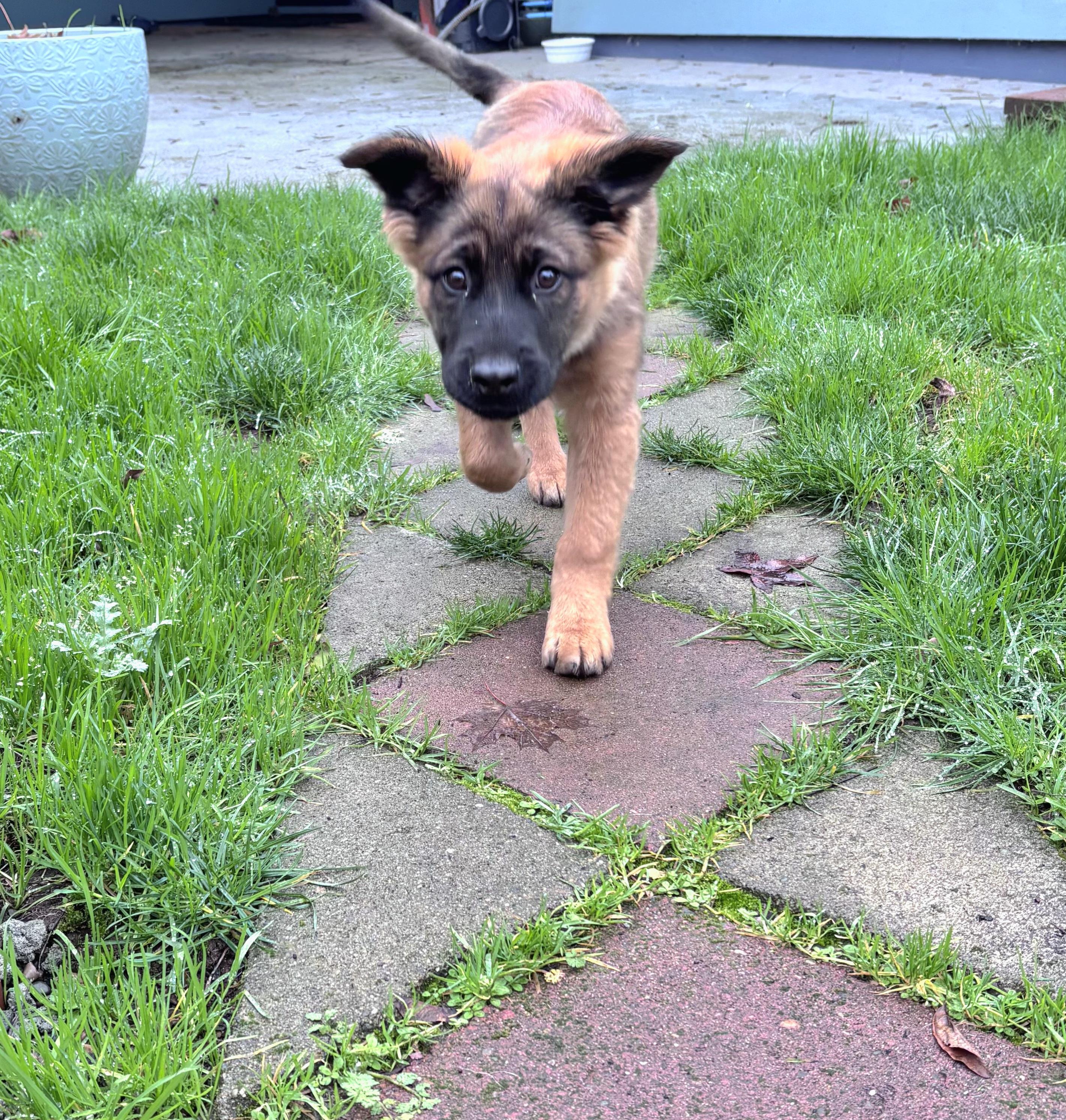 Pepper(mint), a ADOPTABLE mixed breed in Junction City, OR image 3/6