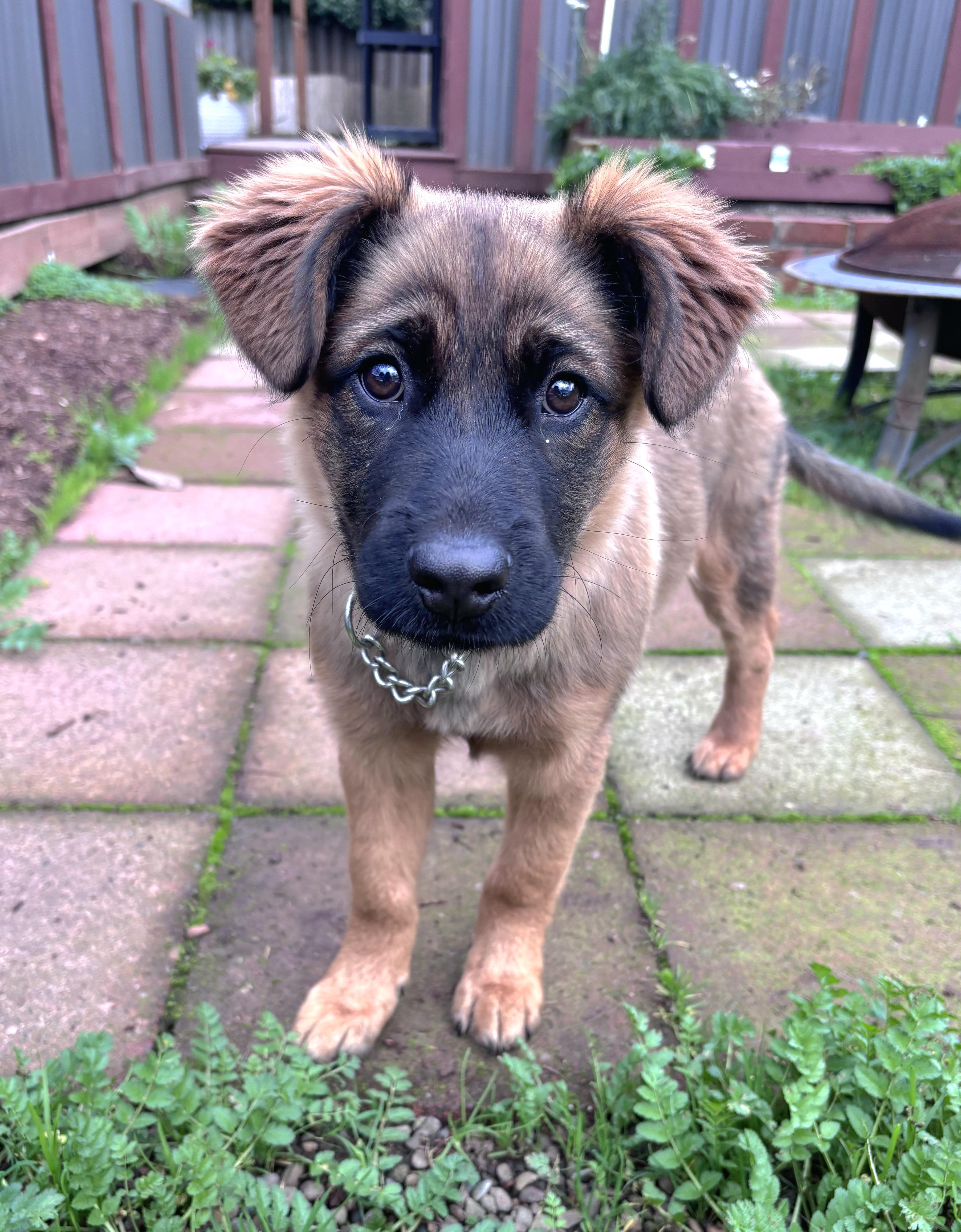 Pepper(mint), a ADOPTABLE mixed breed in Junction City, OR image 2/6
